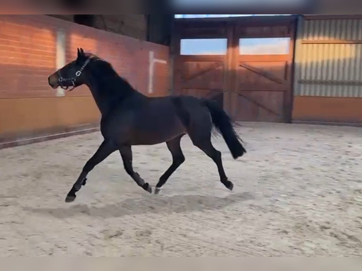 Oldenburger Springpferd Stute 4 Jahre 158 cm Dunkelbrauner in Bad Kreuznach