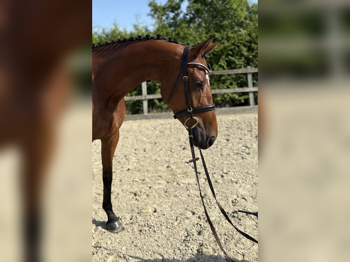 Oldenburger Springpferd Stute 4 Jahre 160 cm Brauner in Lohne (Oldenburg)