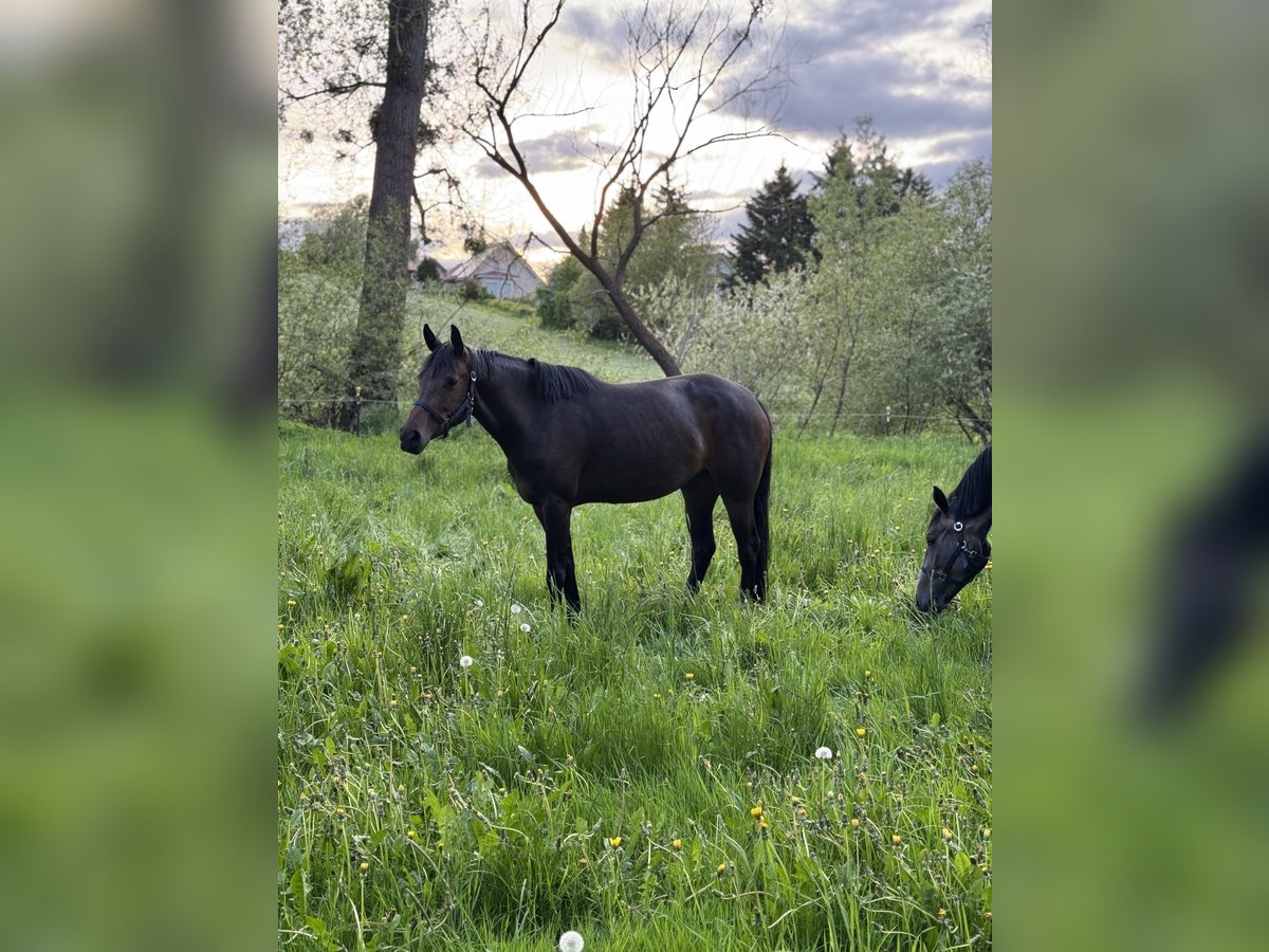 Oldenburger Springpferd Stute 4 Jahre 160 cm Dunkelbrauner in Uder