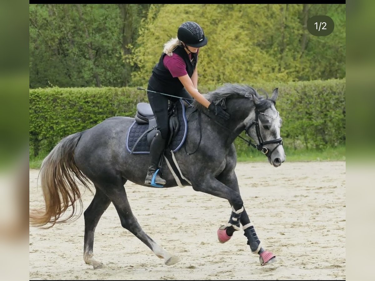 Oldenburger Springpferd Stute 4 Jahre 160 cm Schimmel in Kamen