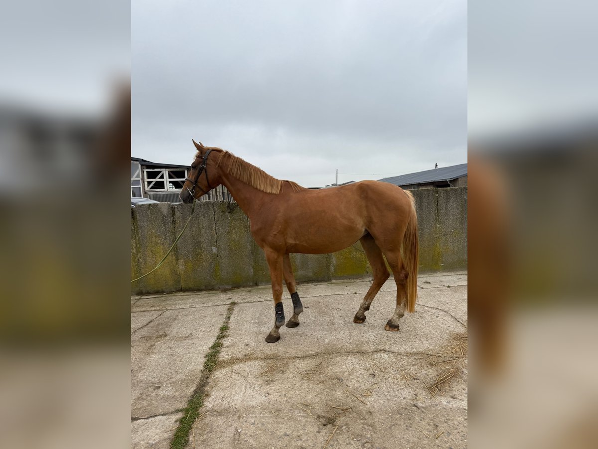 Oldenburger Springpferd Stute 4 Jahre 165 cm Fuchs in Sch&#xF6;nhausen