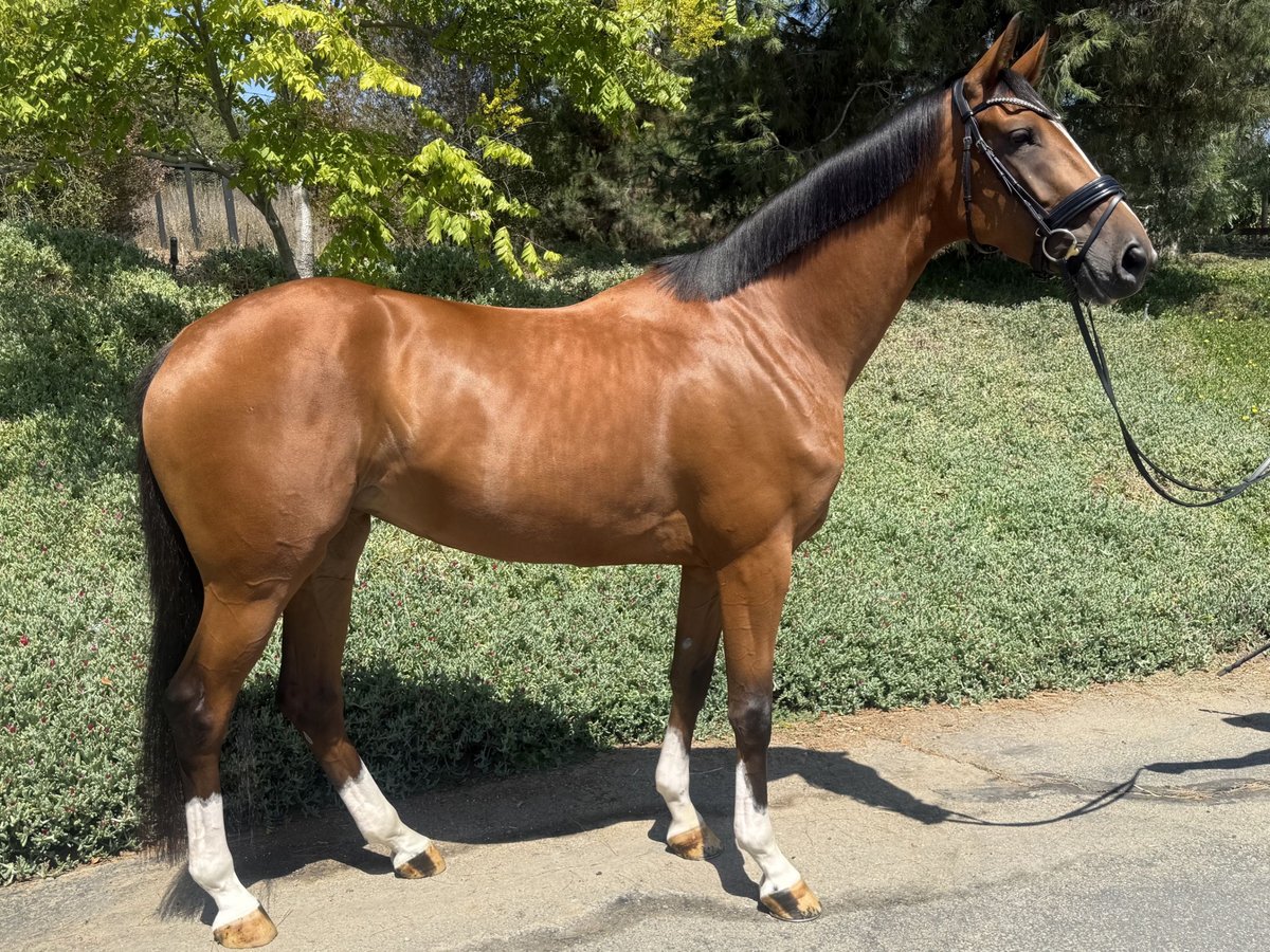 Oldenburger Springpferd Stute 4 Jahre 165 cm Rotbrauner in San Marcos, California