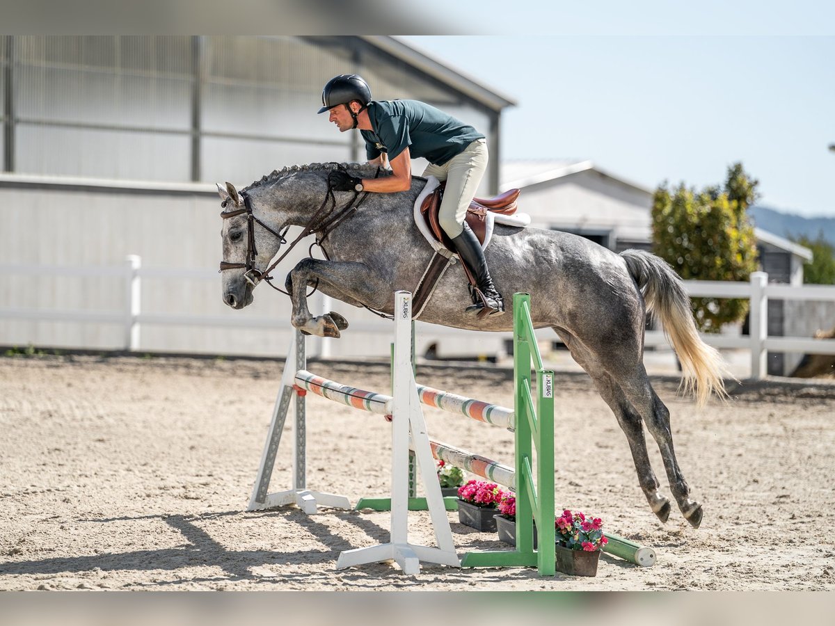 Oldenburger Springpferd Stute 4 Jahre 165 cm Schimmel in Zduchovice