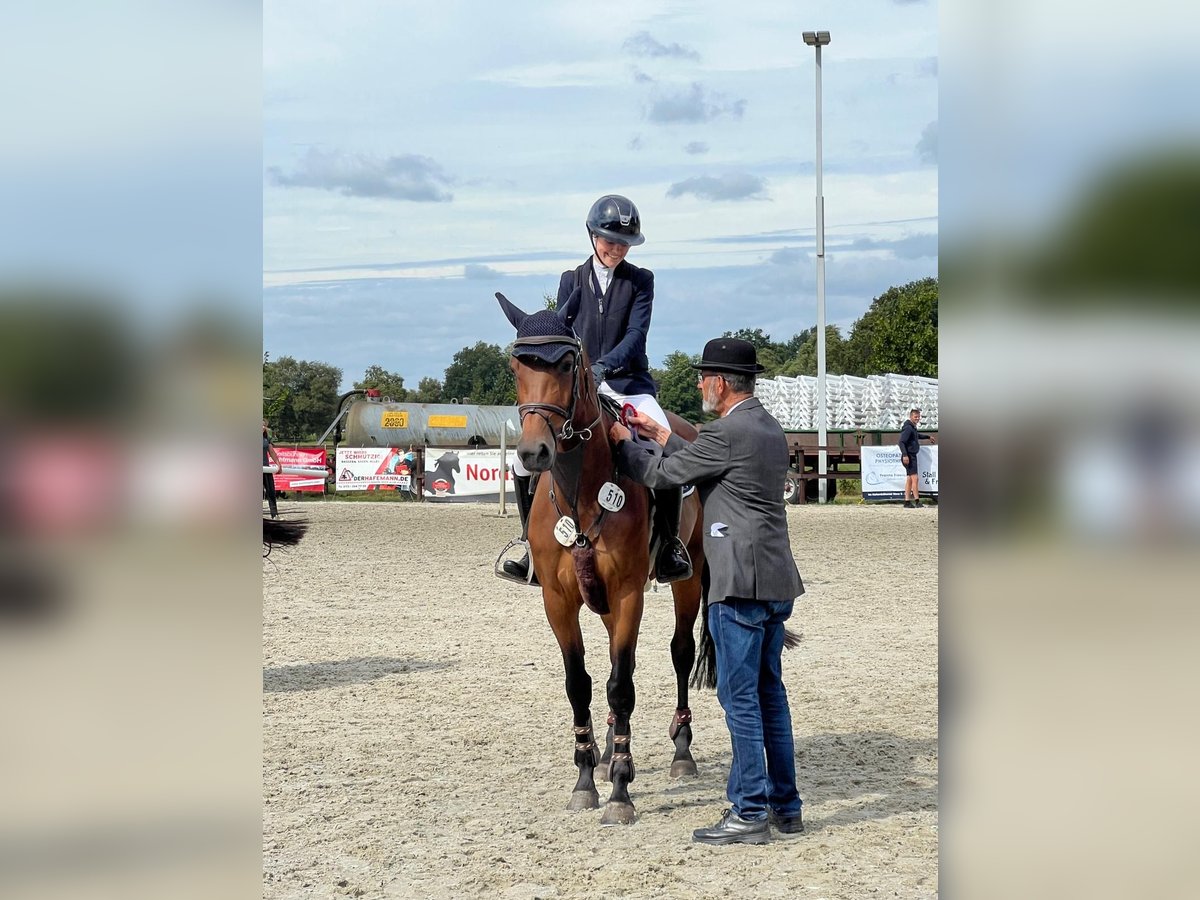 Oldenburger Springpferd Stute 4 Jahre 166 cm Brauner in Ganderkesee