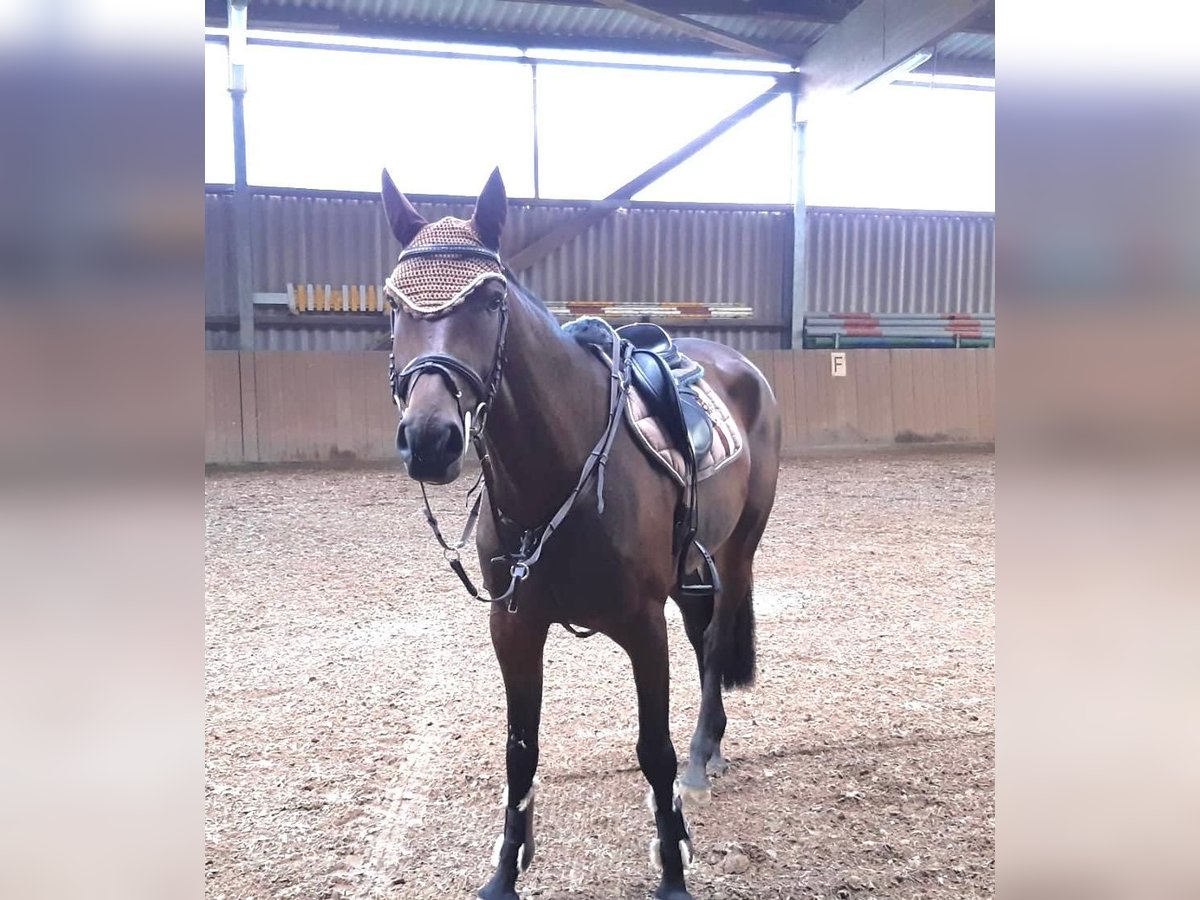 Oldenburger Springpferd Stute 4 Jahre 167 cm Brauner in Hambrücken