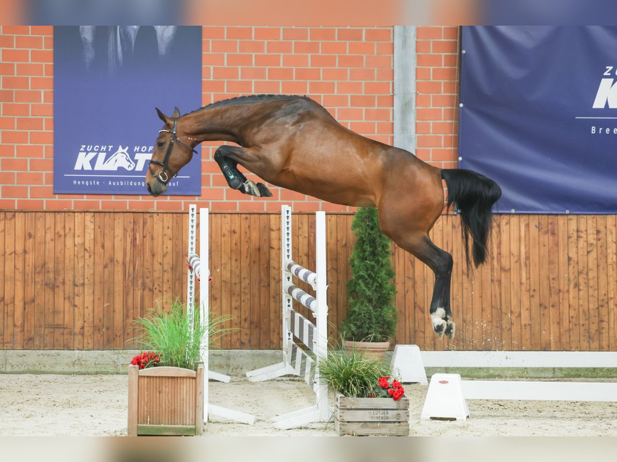 Oldenburger Springpferd Stute 4 Jahre 167 cm Brauner in Lastrup