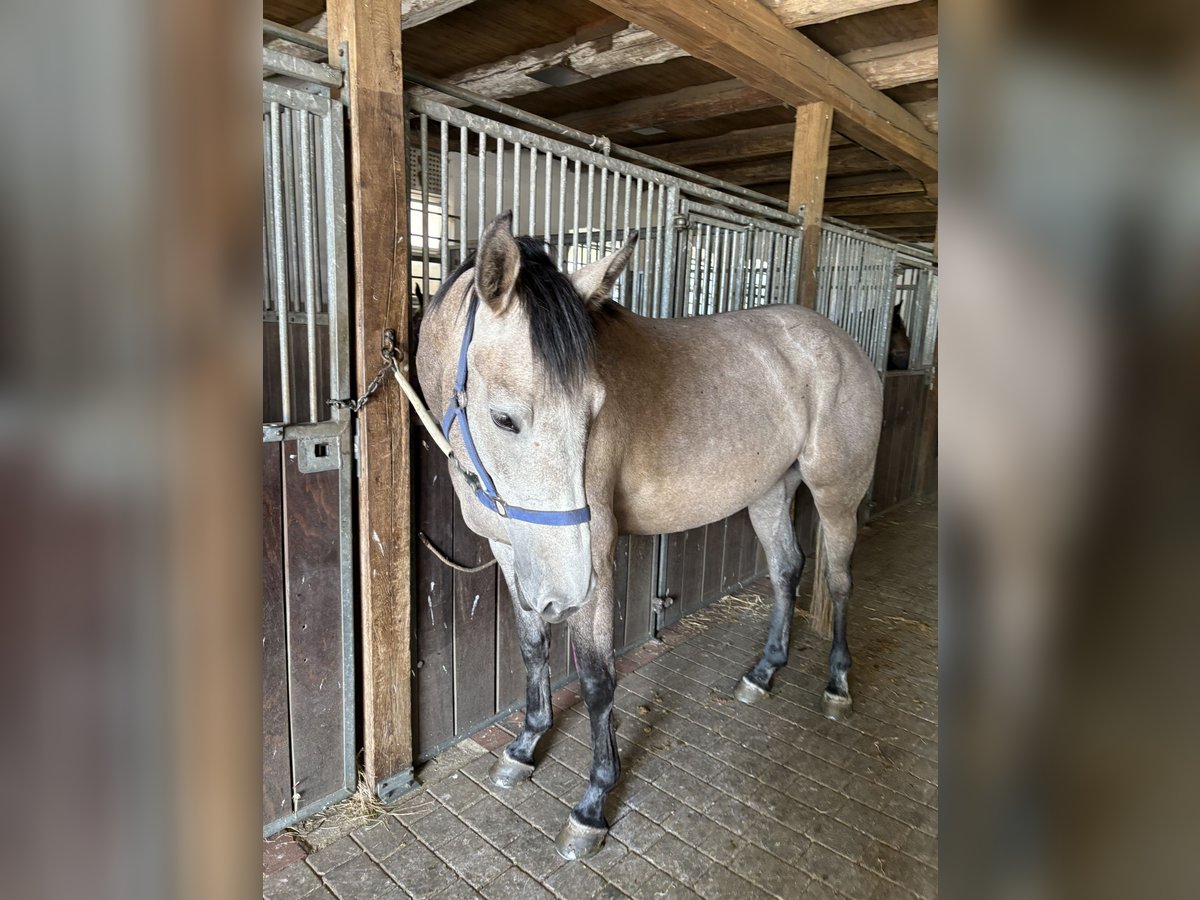 Oldenburger Springpferd Stute 4 Jahre 168 cm Braunfalbschimmel in Maasen