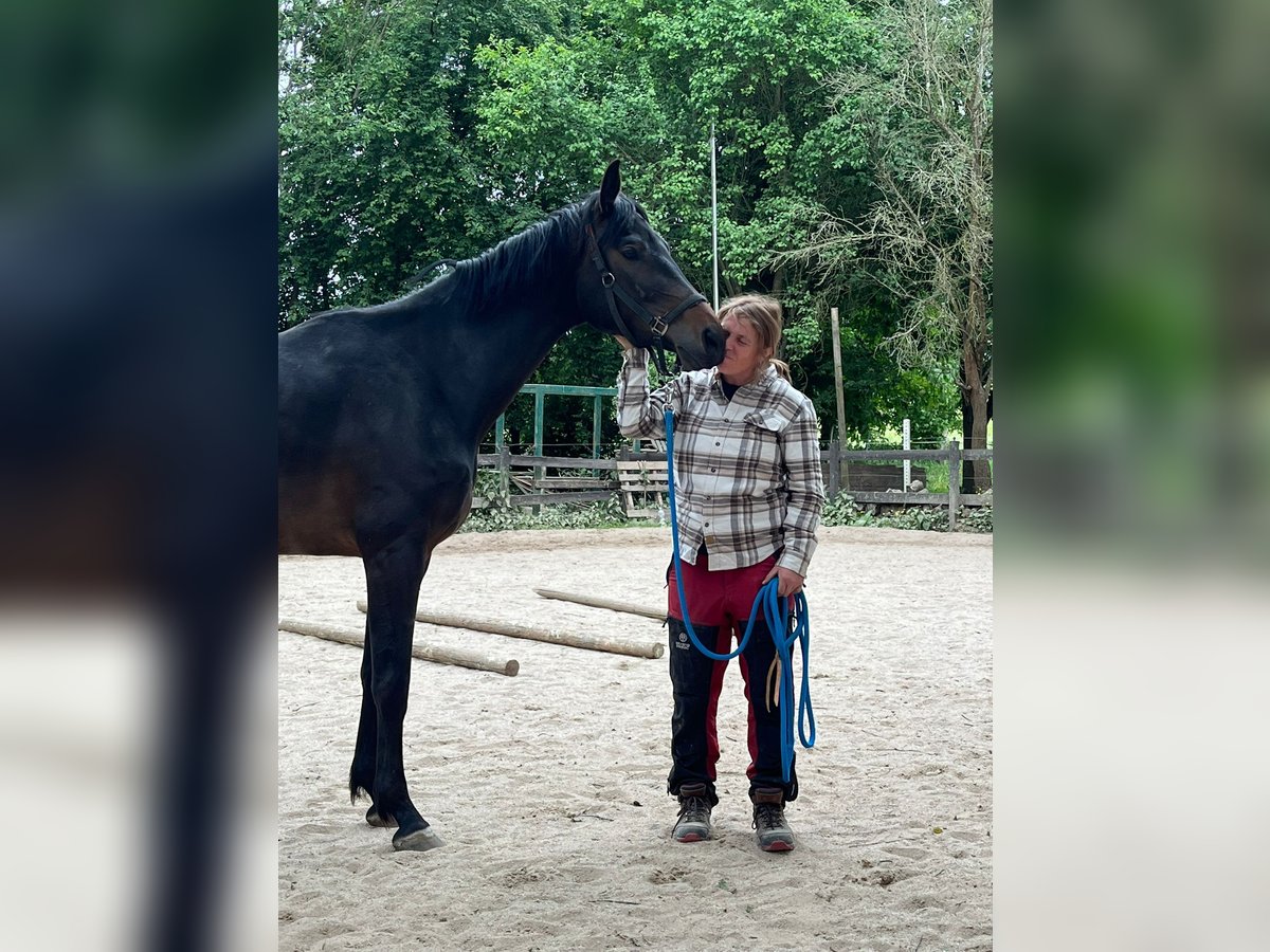 Oldenburger Springpferd Stute 4 Jahre 168 cm Dunkelbrauner in Hadamar