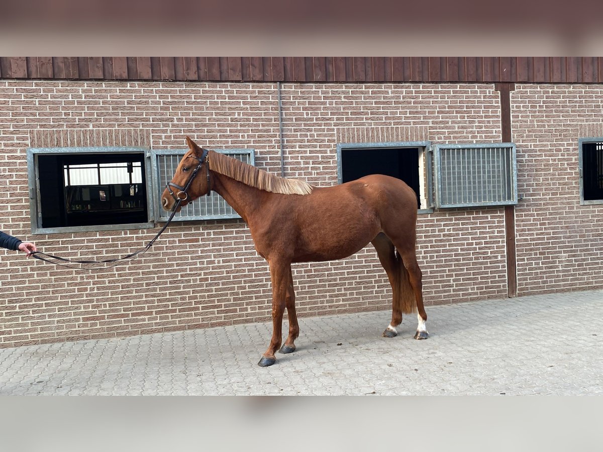 Oldenburger Springpferd Stute 4 Jahre 168 cm Fuchs in M&#xFC;hlenflie&#xDF;