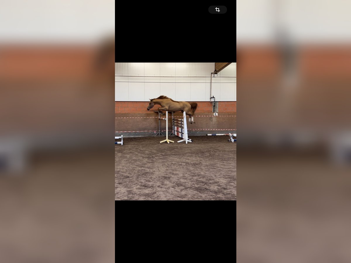 Oldenburger Springpferd Stute 4 Jahre 168 cm Fuchs in B&#xFC;hren