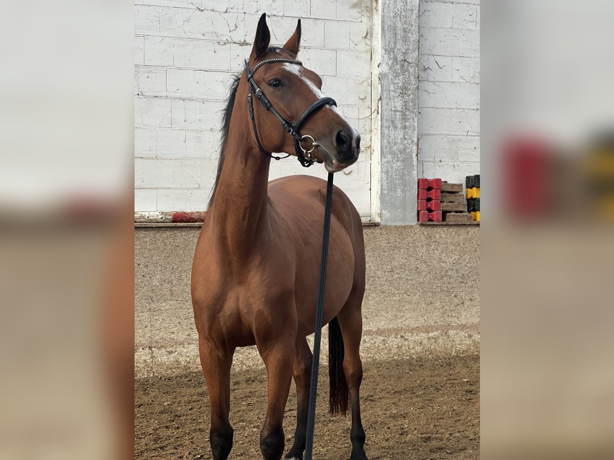 Oldenburger Springpferd Stute 4 Jahre 170 cm Brauner in Berlin