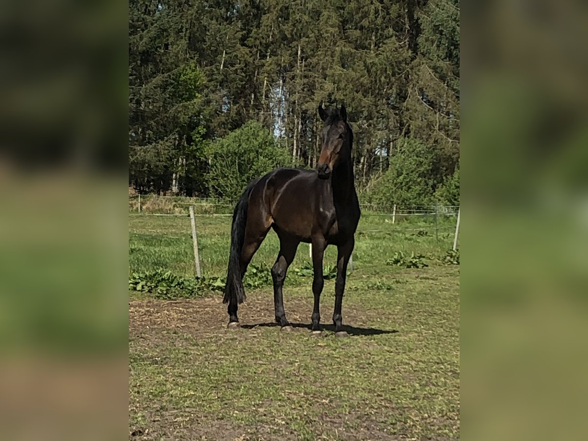 Oldenburger Springpferd Stute 4 Jahre 170 cm Dunkelbrauner in Hesel