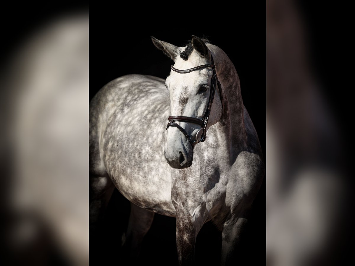 Oldenburger Springpferd Stute 4 Jahre 172 cm Blauschimmel in Lastrup