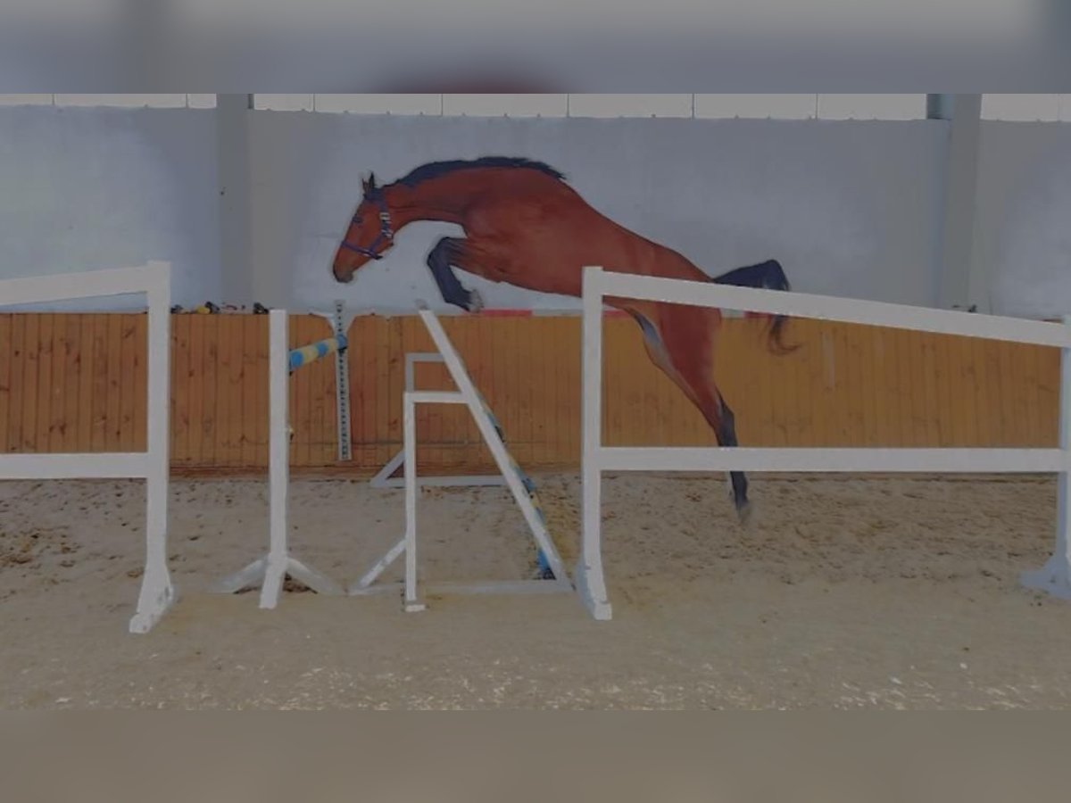 Oldenburger Springpferd Stute 4 Jahre 172 cm Rotbrauner in GŁUBCZYN