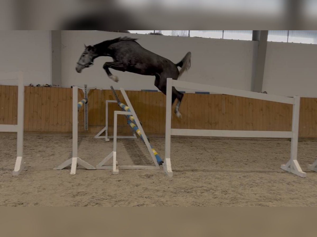 Oldenburger Springpferd Stute 4 Jahre 172 cm Schimmel in GŁUBCZYN