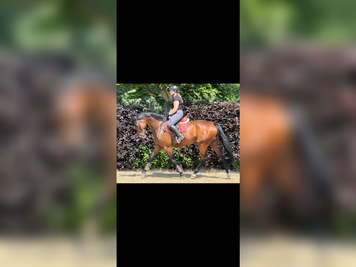 Oldenburger Springpferd Stute 4 Jahre 173 cm Brauner in Bad Kreuznach Oldenburger Springpferd Stute 4 Jahre 173 cm Brauner in Bad Kreuznach
