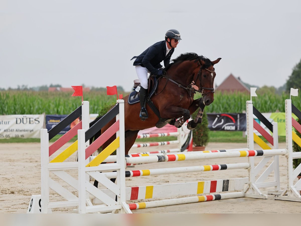 Oldenburger Springpferd Stute 4 Jahre 176 cm Brauner in Nottuln