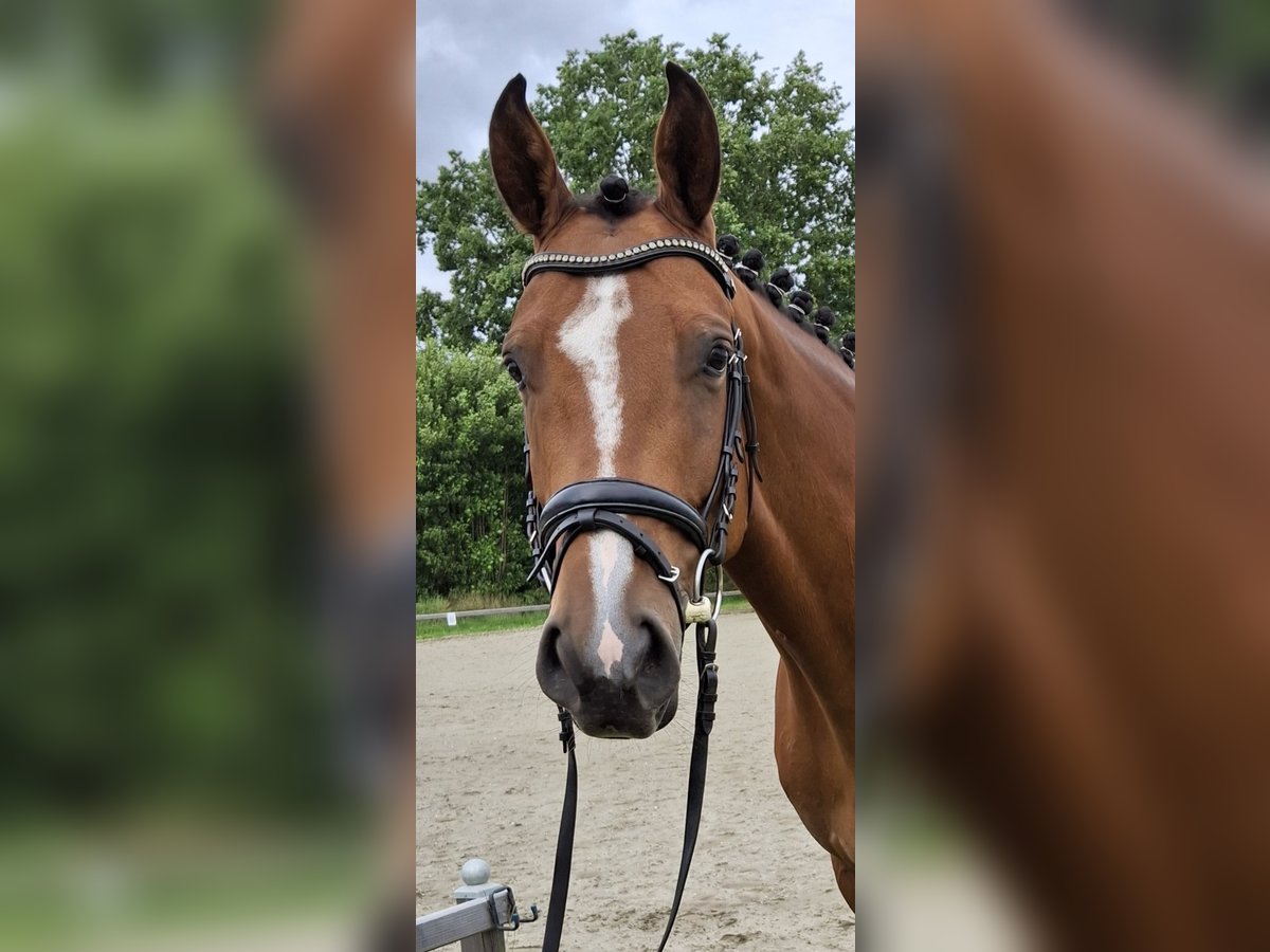 Oldenburger Springpferd Stute 5 Jahre 158 cm Brauner in Schinkel