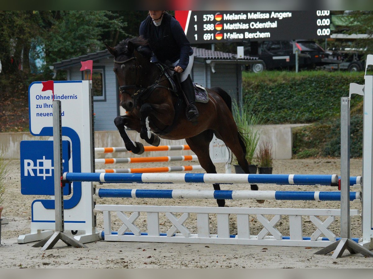 Oldenburger Springpferd, Stute in Solingen