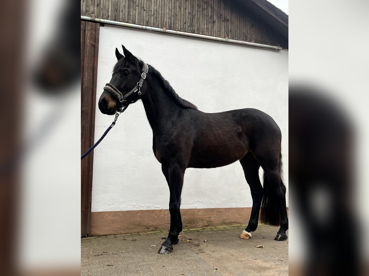 Oldenburger Springpferd Stute 5 Jahre 160 cm Schwarzbrauner in Wittlich