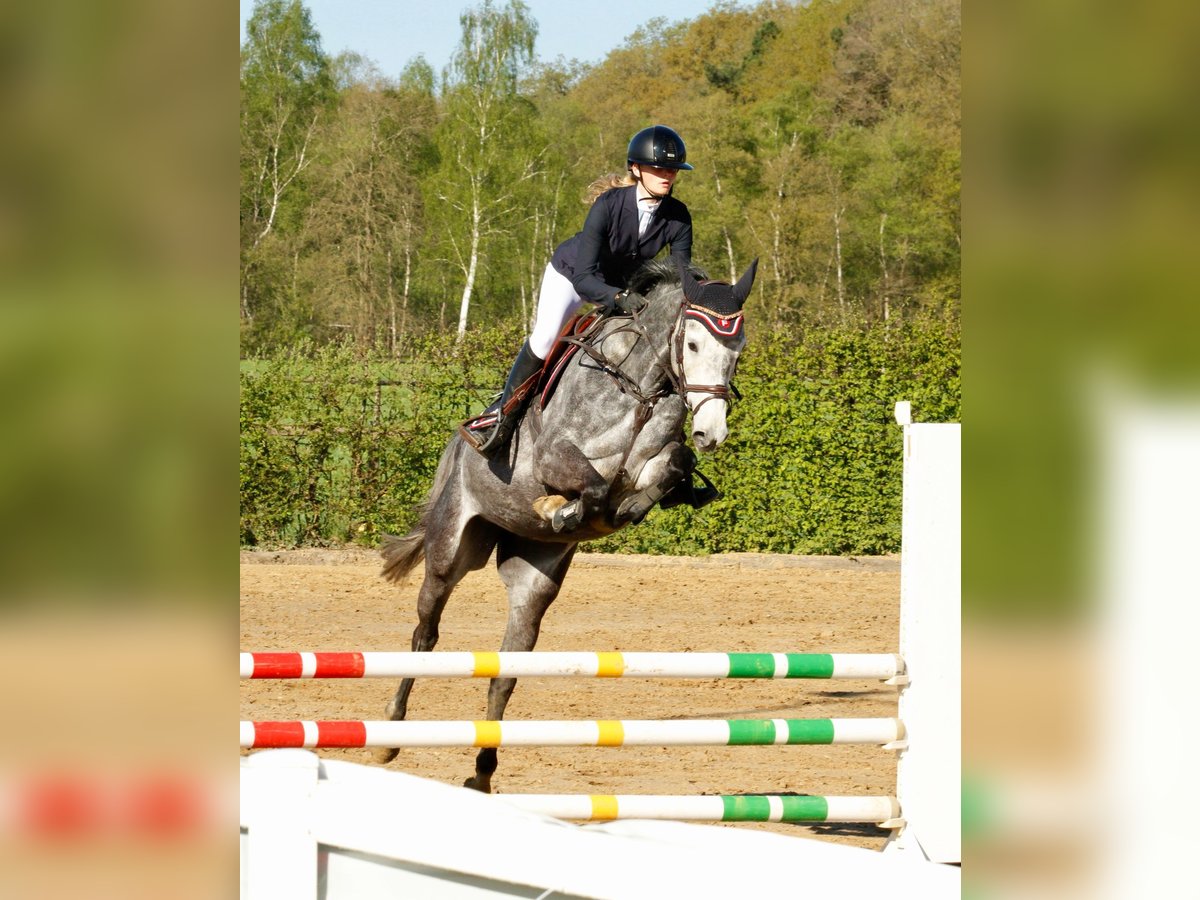Oldenburger Springpferd Stute 5 Jahre 163 cm Apfelschimmel in Basdahl
