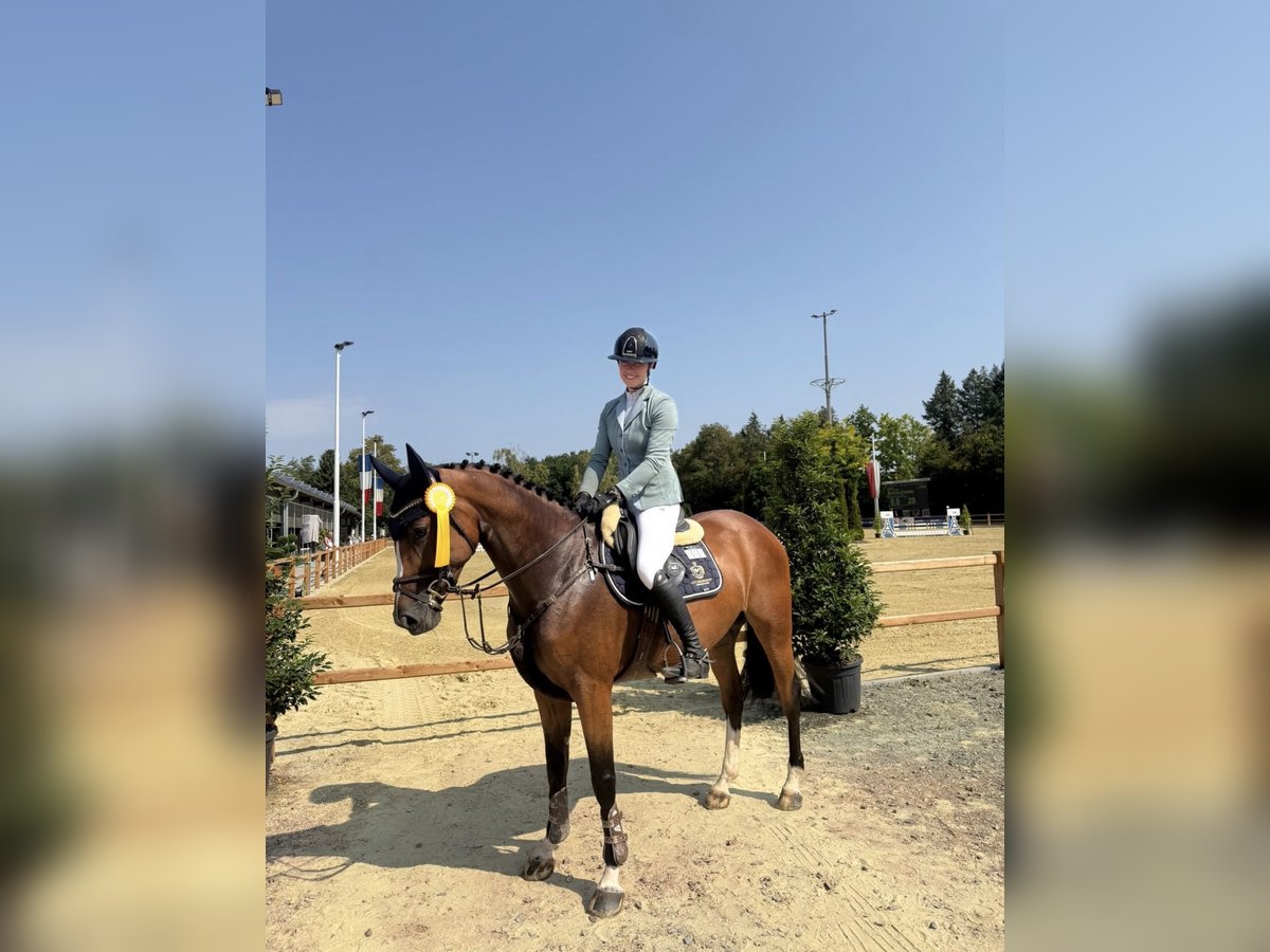 Oldenburger Springpferd, Stute in Bonefeld