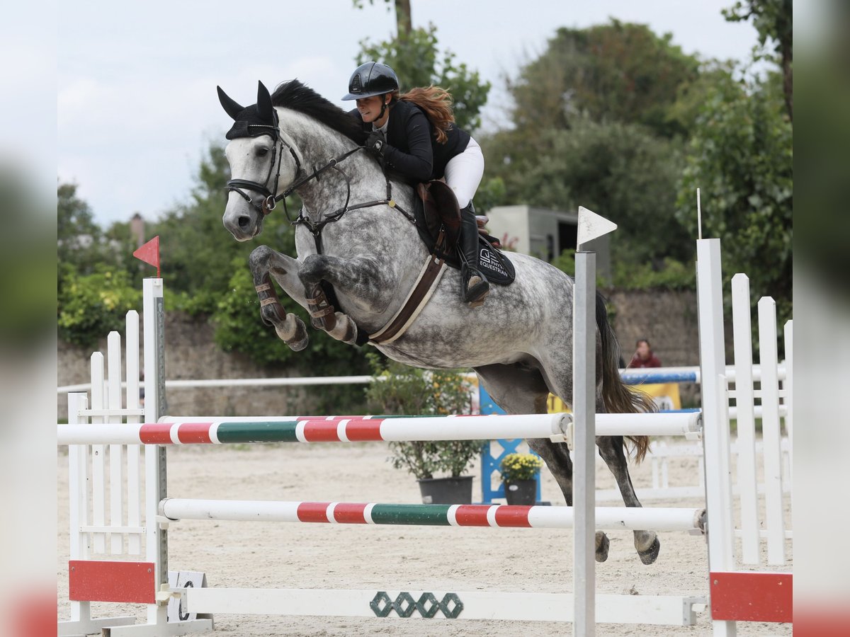 Oldenburger Springpferd Stute 5 Jahre 163 cm Schimmel in &#xDC;berherrn