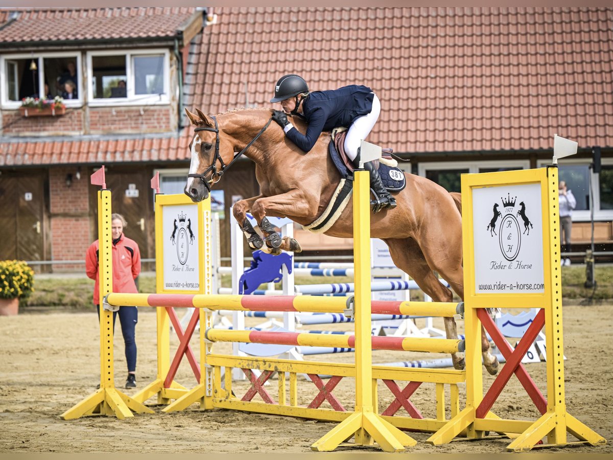 Oldenburger Springpferd Stute 5 Jahre 164 cm Fuchs in Bad Bentheim