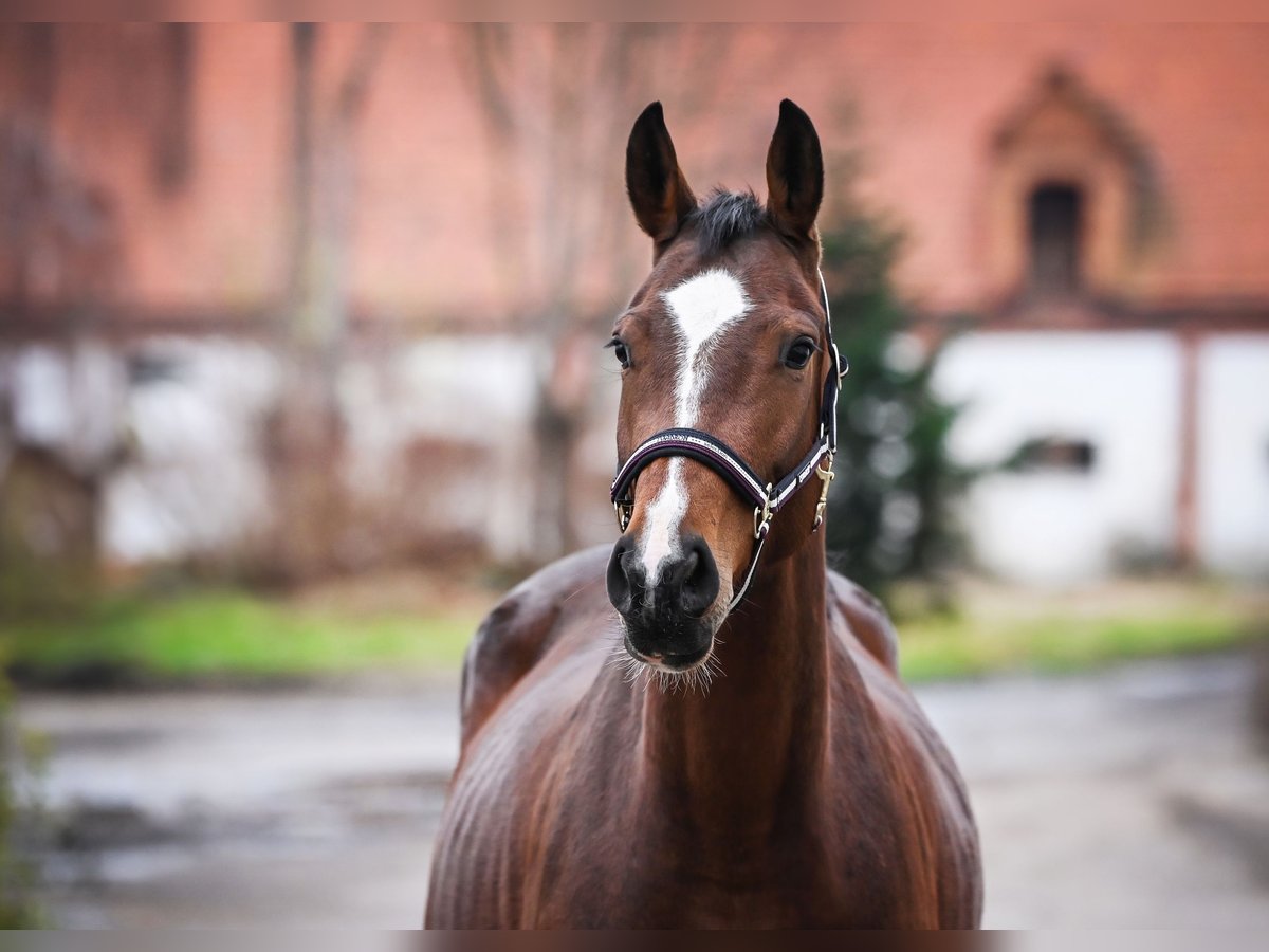 Oldenburger Springpferd Stute 5 Jahre 164 cm Rotbrauner in Końskie