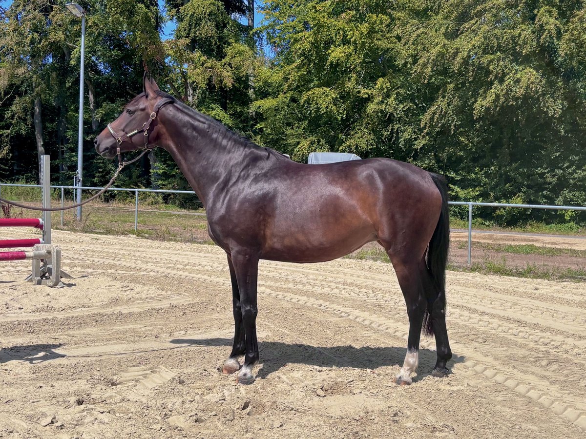 Oldenburger Springpferd, Stute in Mudershausen