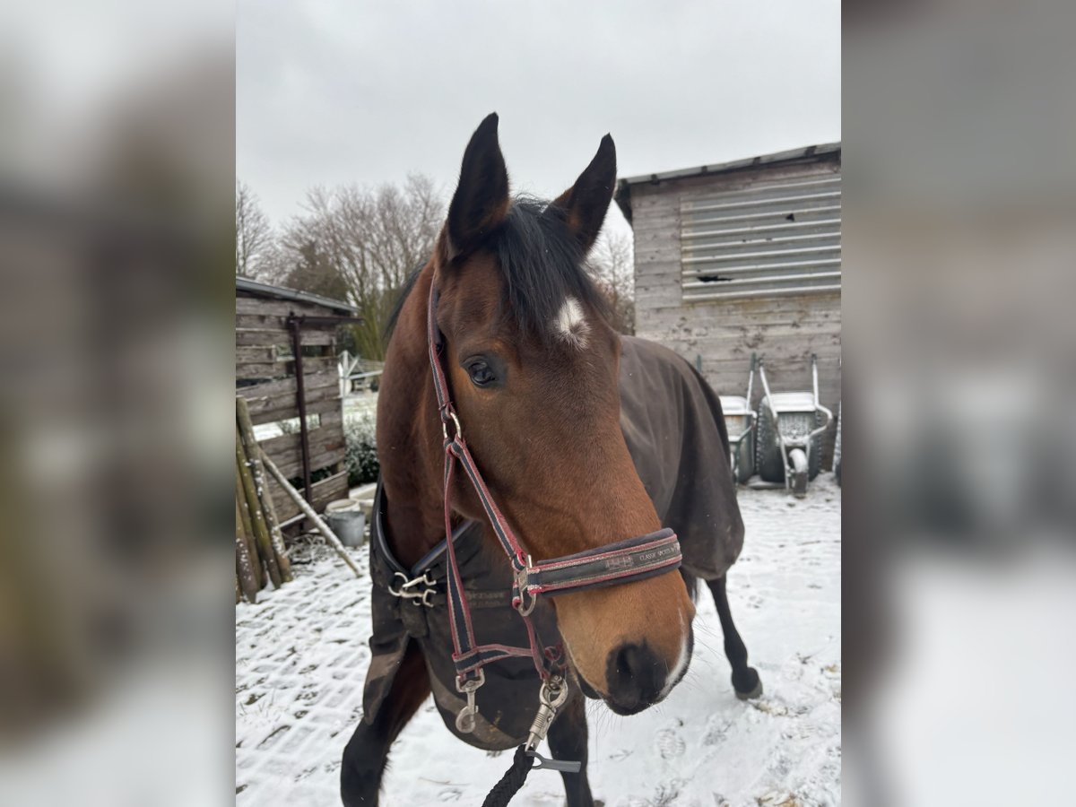 Oldenburger Springpferd Stute 5 Jahre 165 cm Brauner in Großefehn