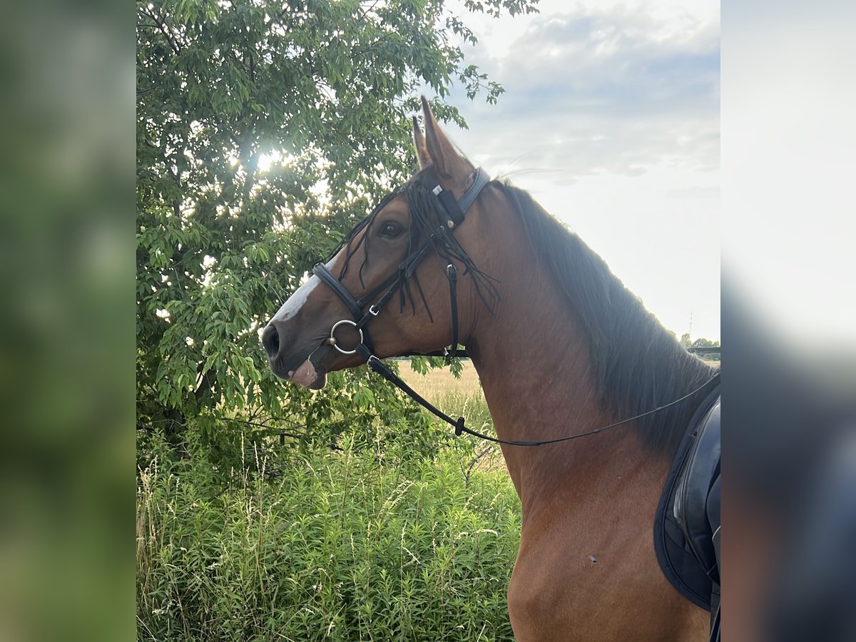 Oldenburger Springpferd Stute 5 Jahre 168 cm Brauner in Berlin