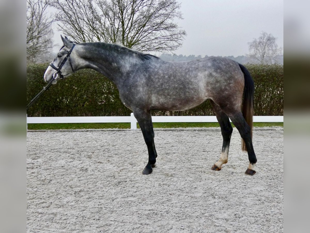 Oldenburger Springpferd Stute 5 Jahre 168 cm Schimmel in Wedemark