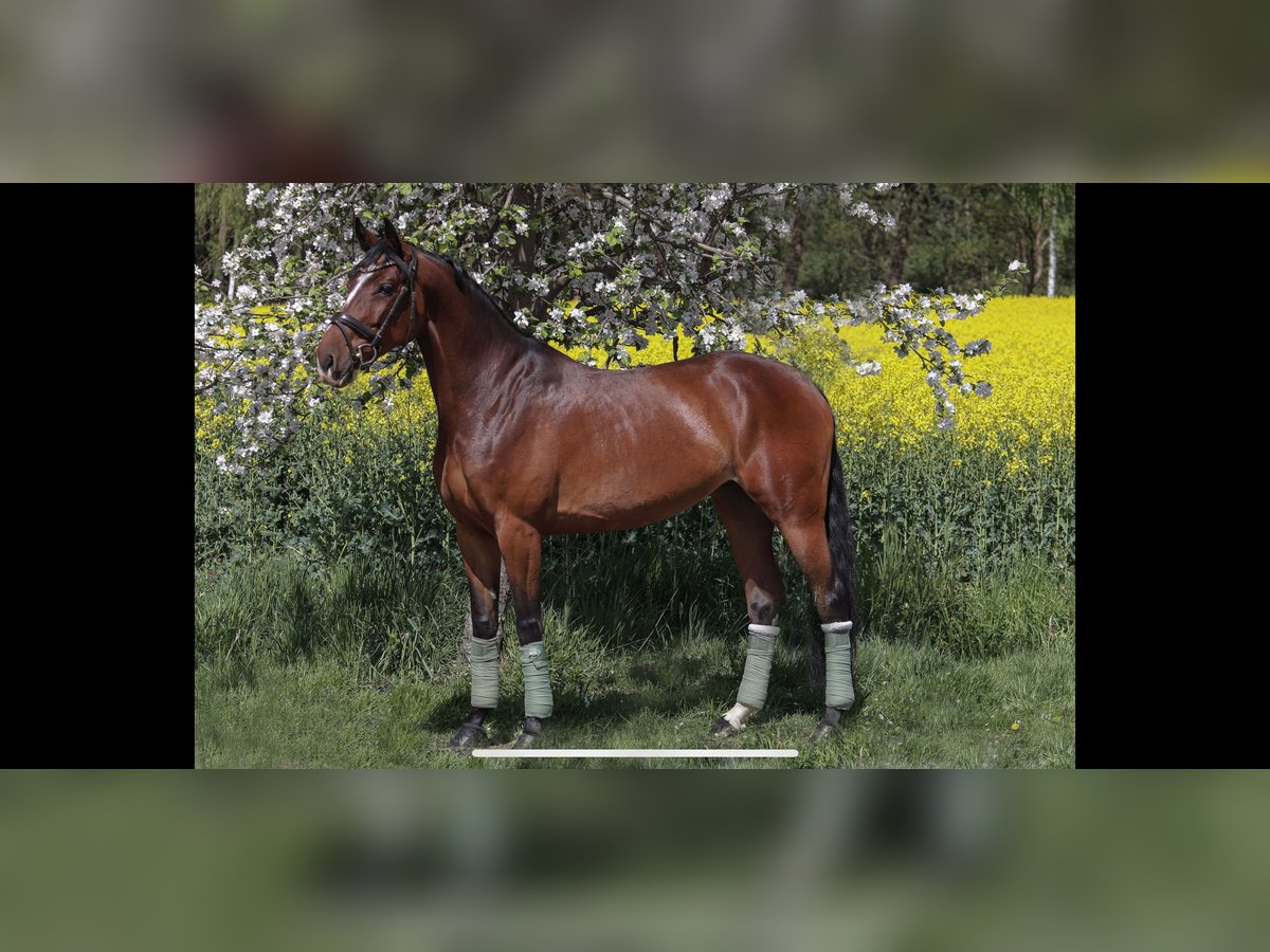 Oldenburger Springpferd Stute 5 Jahre 169 cm Brauner in Hiddenhausen