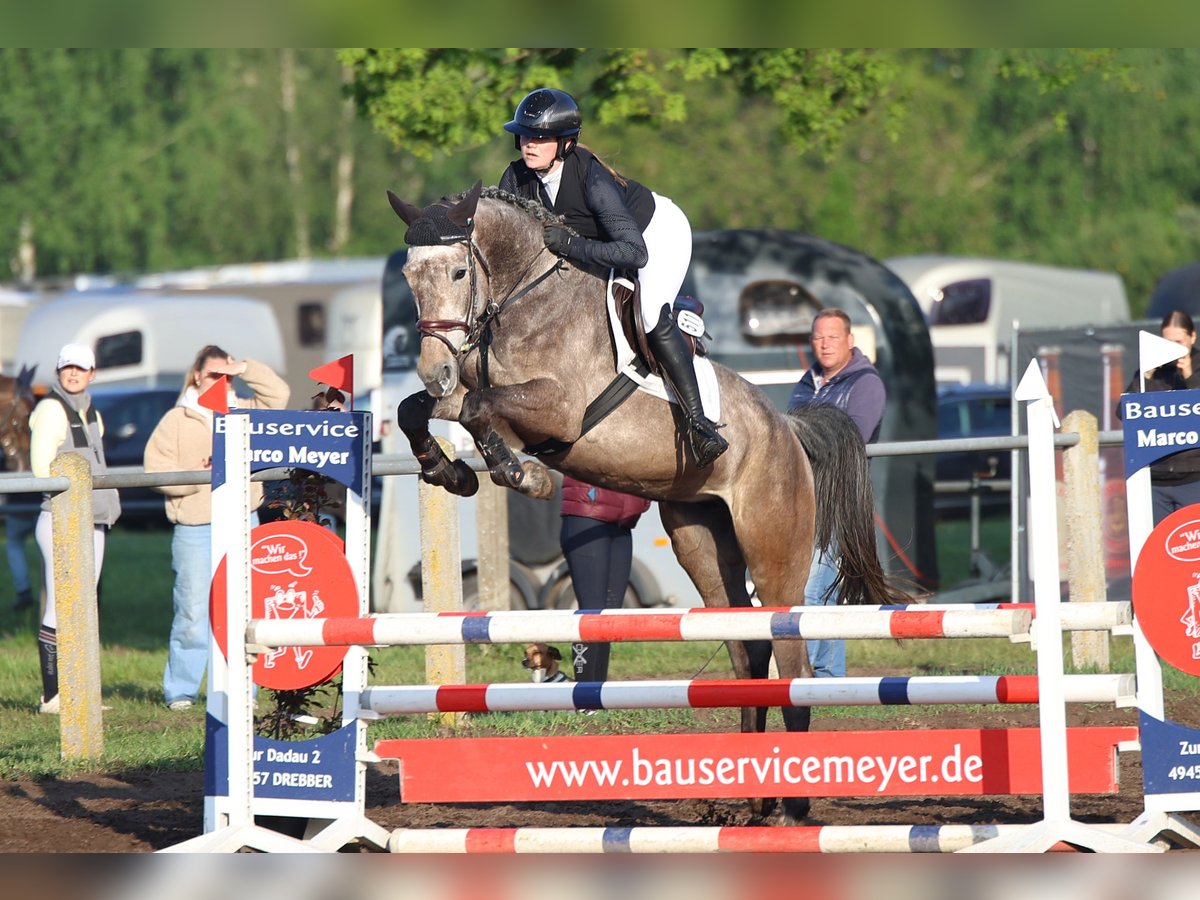 Oldenburger Springpferd Stute 5 Jahre 169 cm Schimmel in Wietzen Oldenburger Springpferd Stute 5 Jahre 169 cm Schimmel in Wietzen