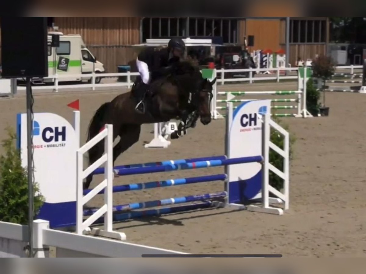 Oldenburger Springpferd Stute 5 Jahre 170 cm Dunkelbrauner in Warendorf