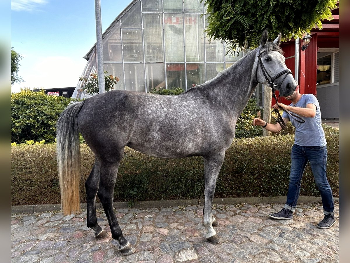 Oldenburger Springpferd Stute 5 Jahre 170 cm Schimmel in Satow