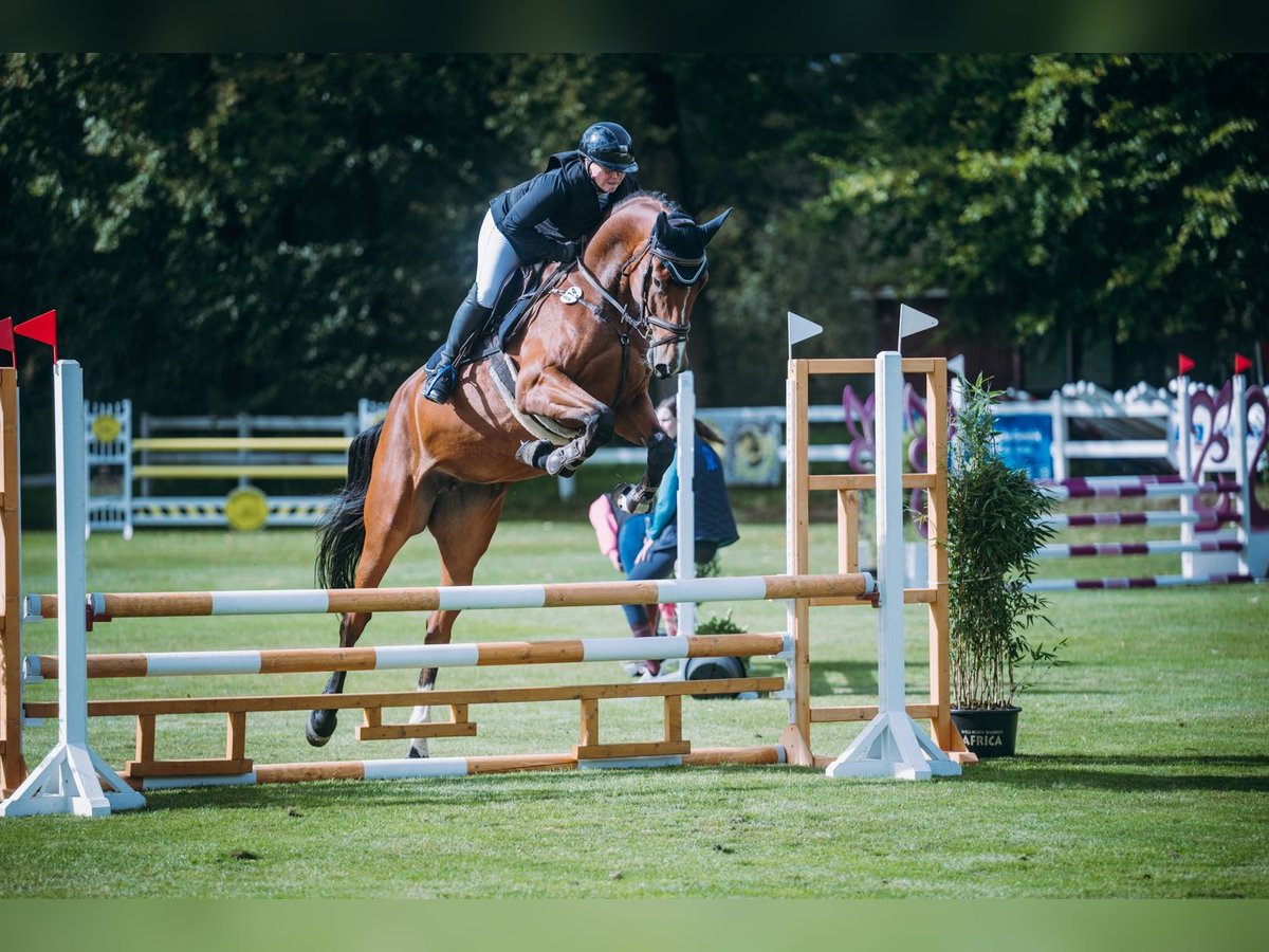 Oldenburger Springpferd Stute 5 Jahre 173 cm Brauner in Damme
