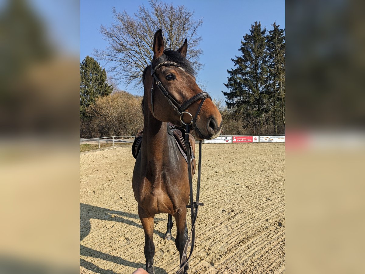 Oldenburger Springpferd Stute 5 Jahre 174 cm Brauner in Duderstadt