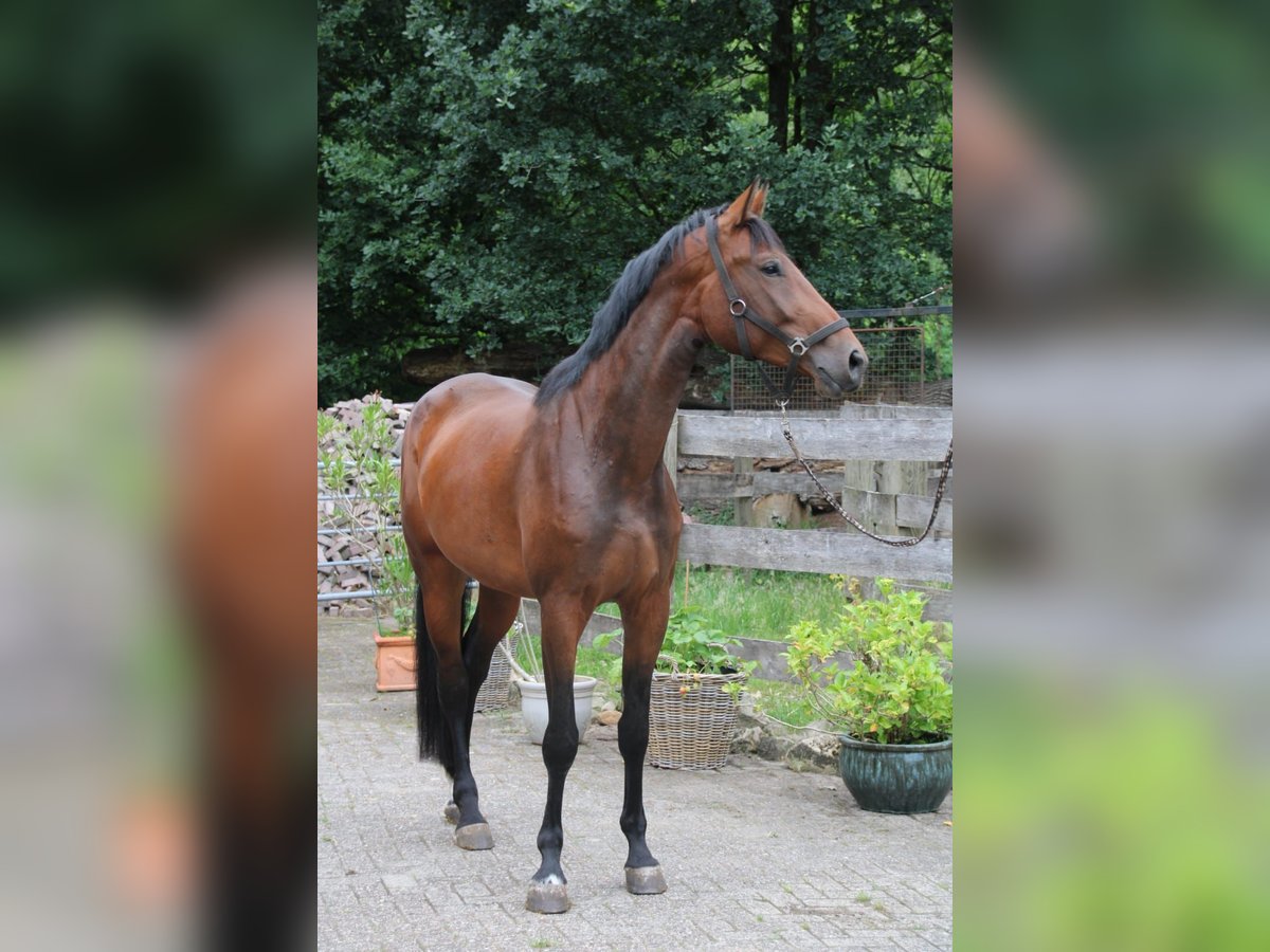 Oldenburger Springpferd Stute 5 Jahre 175 cm Brauner in Osterwald