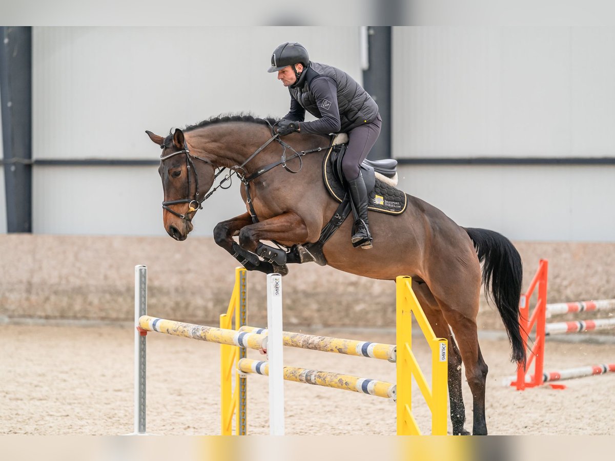 Oldenburger Springpferd Stute 5 Jahre 179 cm Rotbrauner in Zduchovice