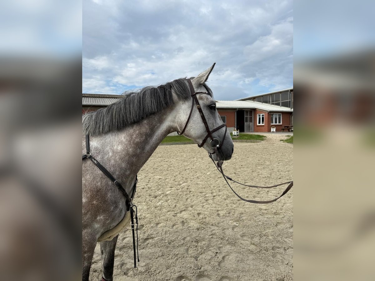 Oldenburger Springpferd Stute 6 Jahre 163 cm Apfelschimmel in Rodenwalde Oldenburger Springpferd Stute 6 Jahre 163 cm Apfelschimmel in Rodenwalde