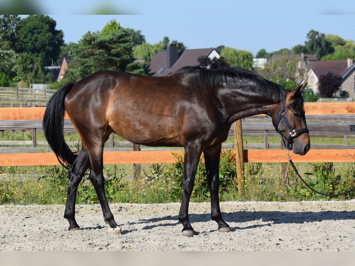 Oldenburger Springpferd Stute 6 Jahre 164 cm Brauner in Huldenberg