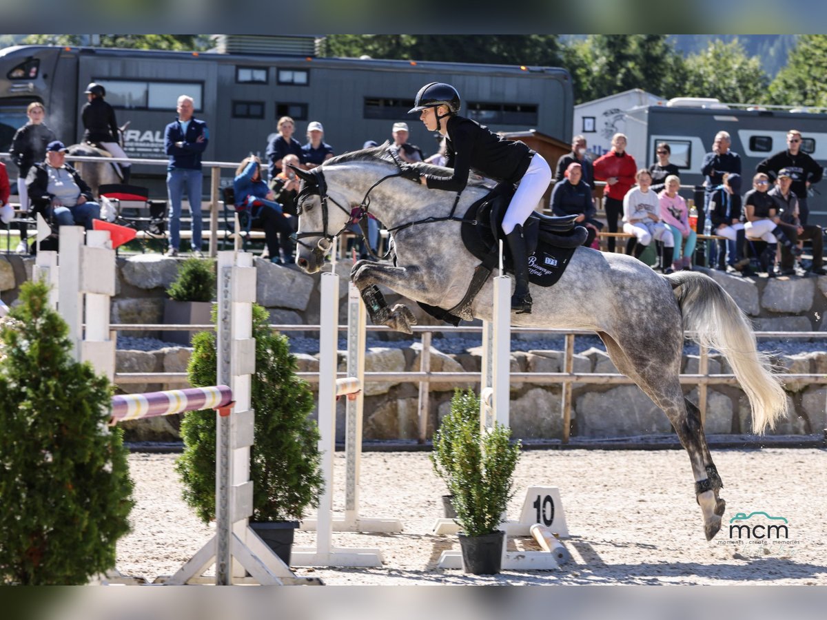 Oldenburger Springpferd Stute 6 Jahre 164 cm Schimmel in Schw&#xE4;bisch Hall