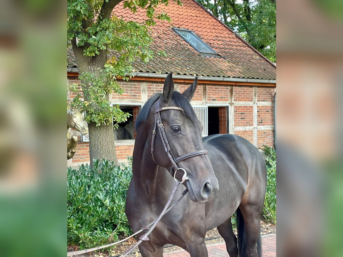 Oldenburger Springpferd Stute 6 Jahre 165 cm Dunkelbrauner in Lohne (Oldenburg)