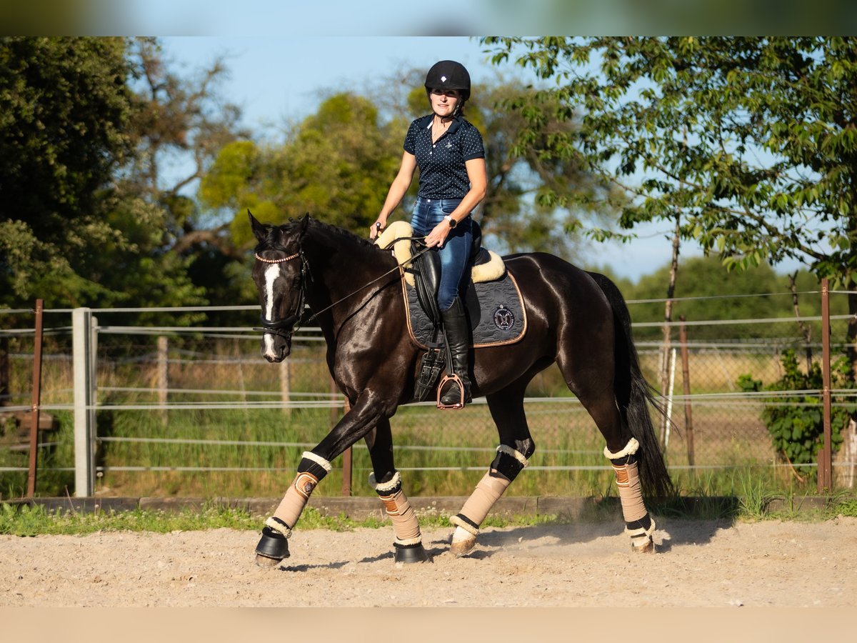 Oldenburger Springpferd Stute 6 Jahre 167 cm Rappe in Lgota