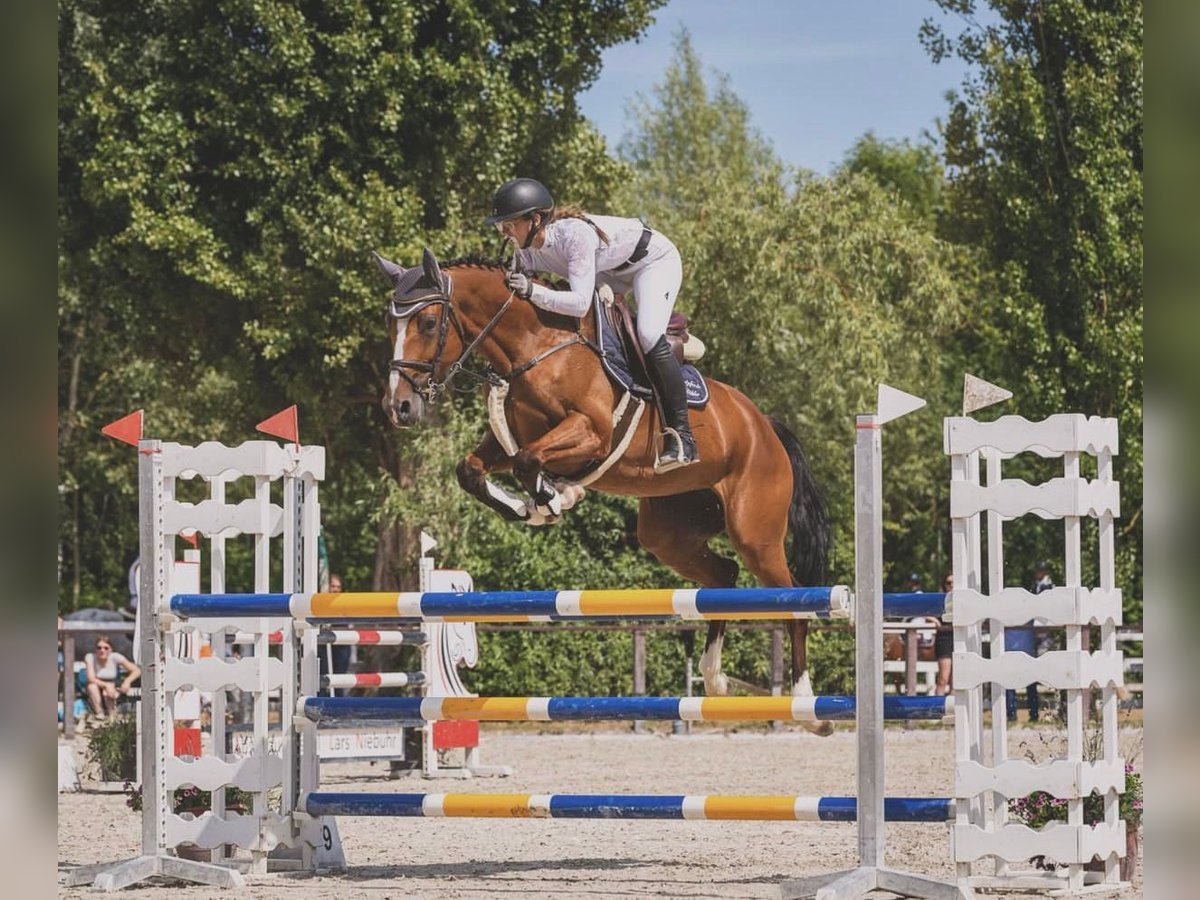 Oldenburger Springpferd Stute 6 Jahre 168 cm Brauner in Gro&#xDF;ostheim