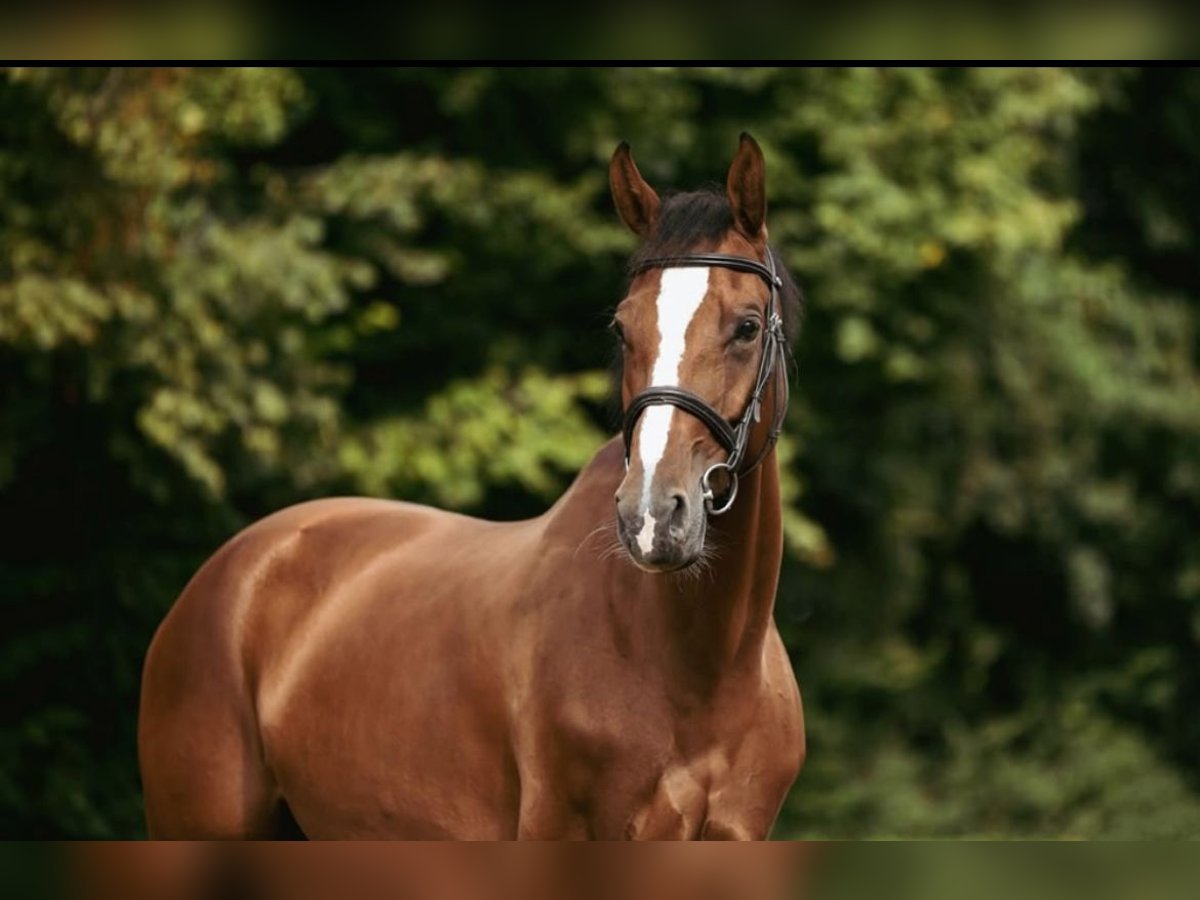 Oldenburger Springpferd Stute 6 Jahre 168 cm Brauner in Simmershofen