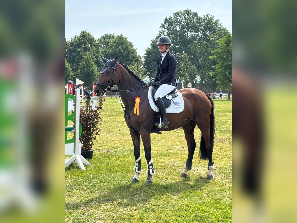 Oldenburger Springpferd Stute 6 Jahre 170 cm Brauner in Heinsberg
