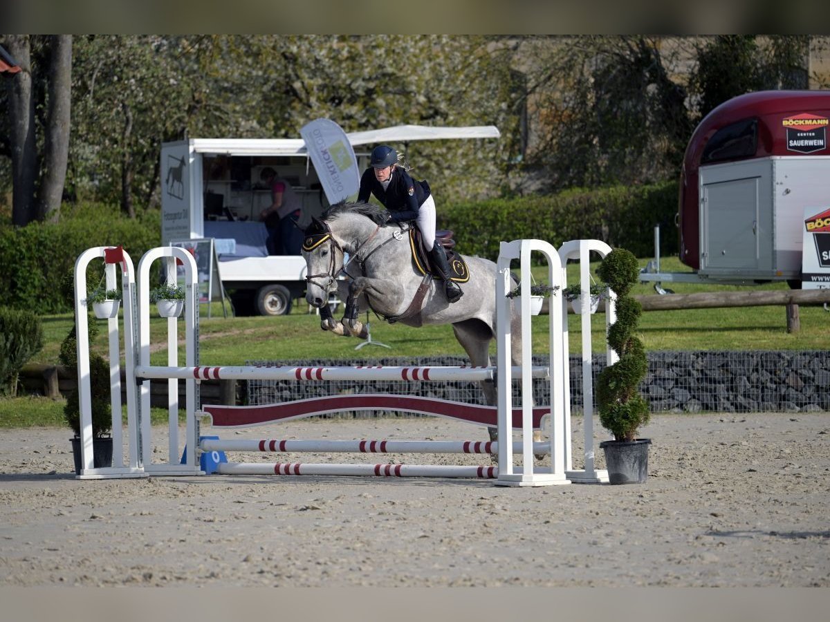 Oldenburger Springpferd Stute 6 Jahre 170 cm Schimmel in Coburg